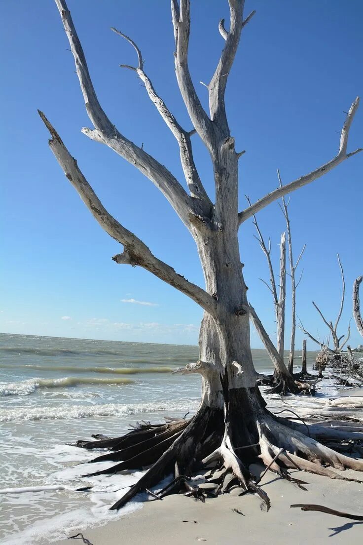 Plants dead. Дерево в Мертвом море. Мертвое дерево. Прибрежные деревья. Морское дерево.