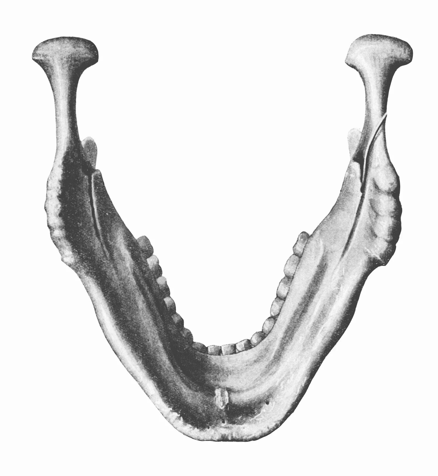 Челюстно-подъязычная линия нижней челюсти. Подбородочная кость нижней челюсти. Челюсть нижняя анатомия снизу. Нижняя челюсть кость анатомия. Нижняя челюсть с другими костями черепа