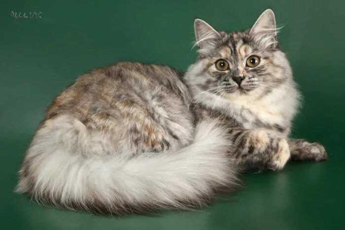 Сибирские котята традиционного окраса. Сибирские кошки спб. Сибирские котята. Сибирские котята. Сибирский рекс кот.