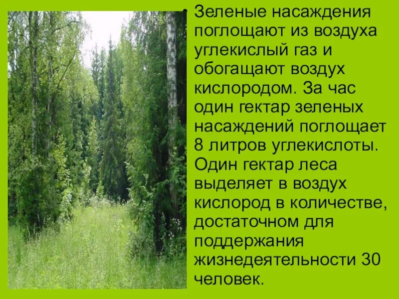 Роль зеленых насаждений. Роль зеленых насаждений в городе. Охрана зеленых насаждений. Роль зеленых насаждений в природе. Деревья лучше очищающие воздух