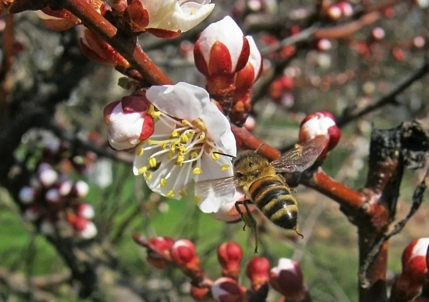 Пчелы весной после зимовки. Насекомые весной весной. Цветущие деревья, пчёлы.