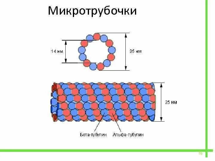 4 микротрубочки. Микротрубочки строение рисунок. схема строения микротрубочки. тубулин микротрубочек. строение клетки микротрубочки.