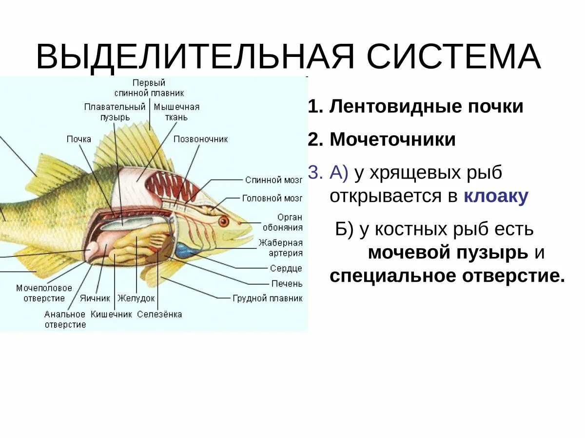 Выделительная система костных рыб. Клоака у рыб. Внутреннее строение костистой рыбы. Спиральный клапан у хрящевых рыб функции. Камбала внутренних органов.