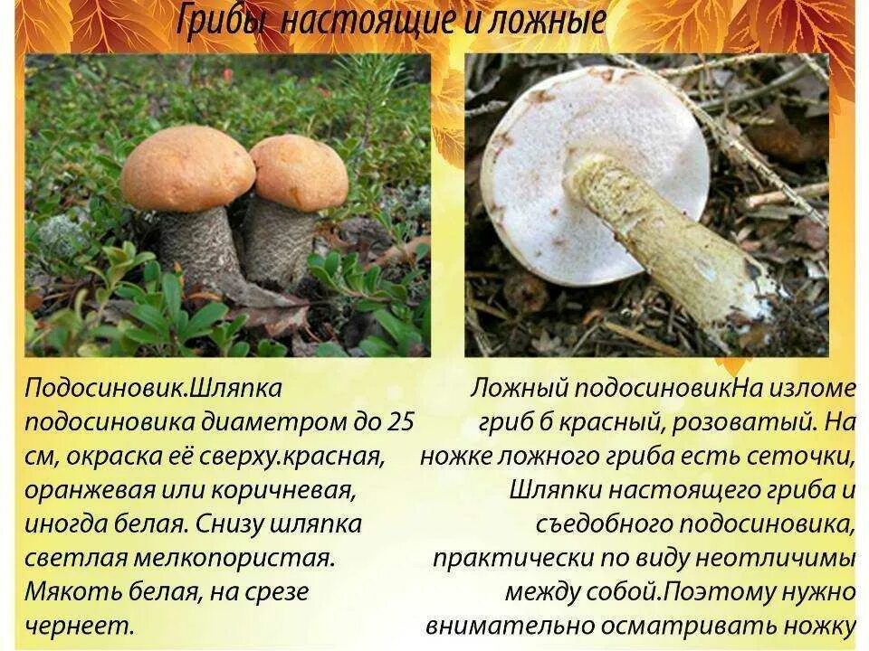 Как отличить ложный от настоящего. Ядовитый гриб двойник подосиновика. ложный подосиновик гриб. подосиновик гриб съедобный и ложный. подосиновик гриб двойник.