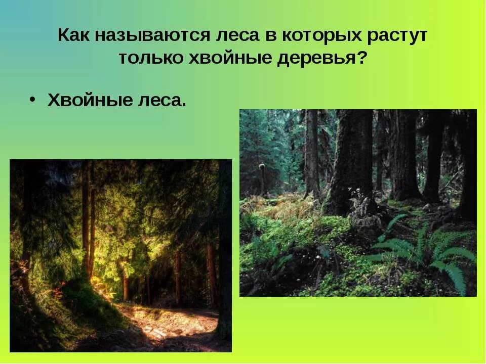 Проект жизнь леса. Жизнь леса 4 класс. Что такое лес 4 класс. Проект на тему жизнь леса.