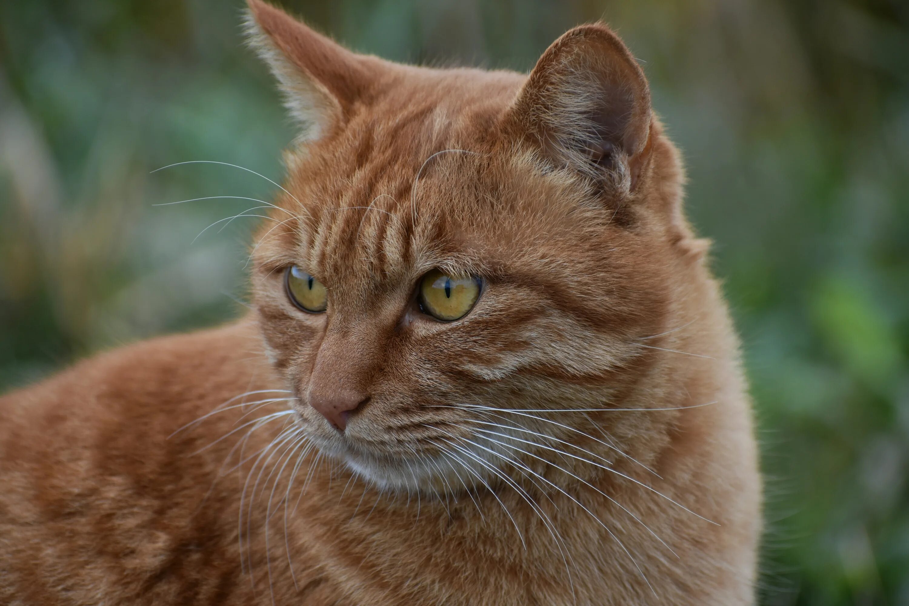 Рыжие породистые коты. Европейская короткошерстная кошка рыжая. Европейский короткошерстный кот рыжий. Камышовый кот рыжий. Бразильская короткошерстная кошка рыжая.