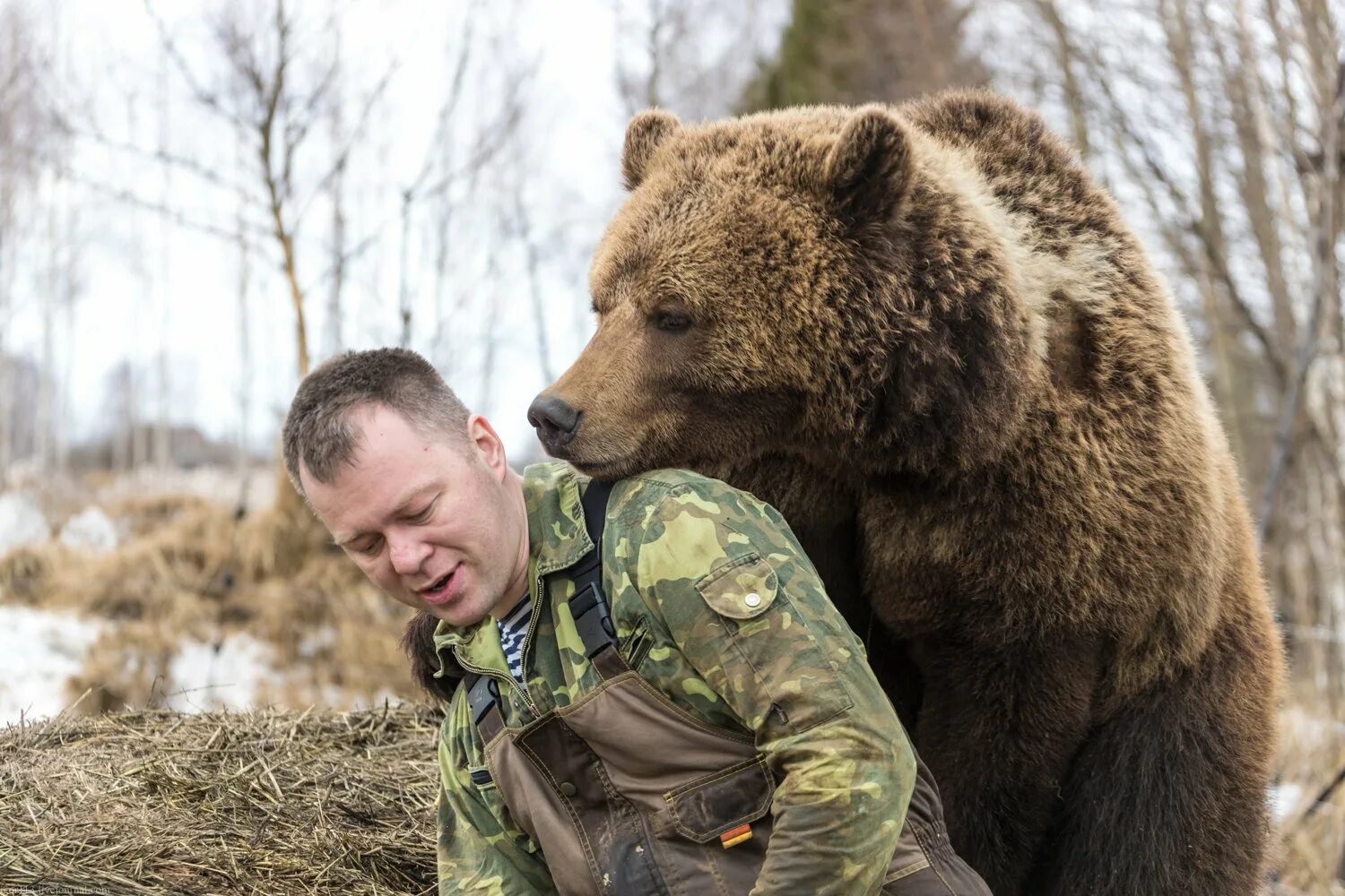 Русский мишка беру. Русский медведь. настоящий русский медведь. русский медведь с автоматом. медведь в российской армии.