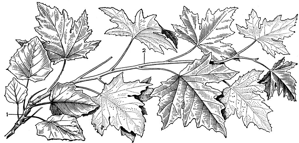 Манга маленький белый тополь. Листья карандашом. Эскиз Кленовой ветви. Ветка клена раскраска. Ветка дерева с листьями карандашом.
