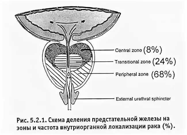 Простата иркутск. Схема строения предстательной железы. Зоны предстательной железы схема. Зональная анатомия предстательной железы. Транзиторная зона предстательной железы.
