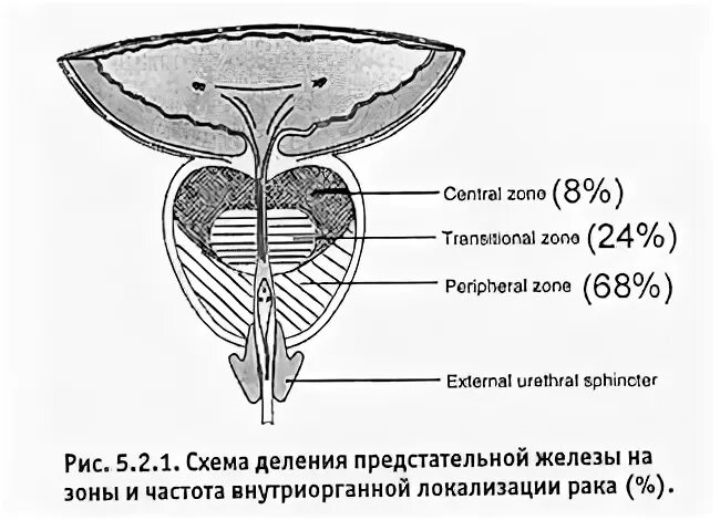 Лучевая анатомия (КТ, МРТ анатомия) предстательной железы и семенных пузырьков