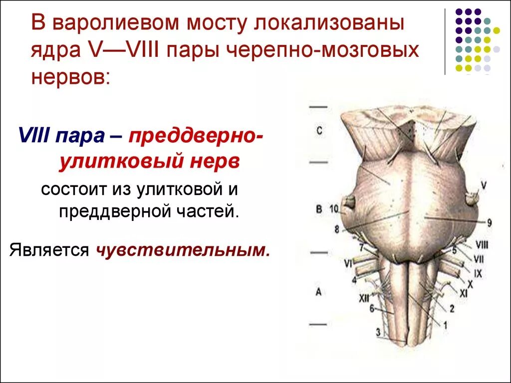 Ядра черепных нервов головного мозга. 8 Пара черепно мозговых нервов ядра. Ядра 8 пары черепных нервов находятся. Ядра 8 пары черепно мозгового нерва. Ядра 5- 8 черепных нервов.