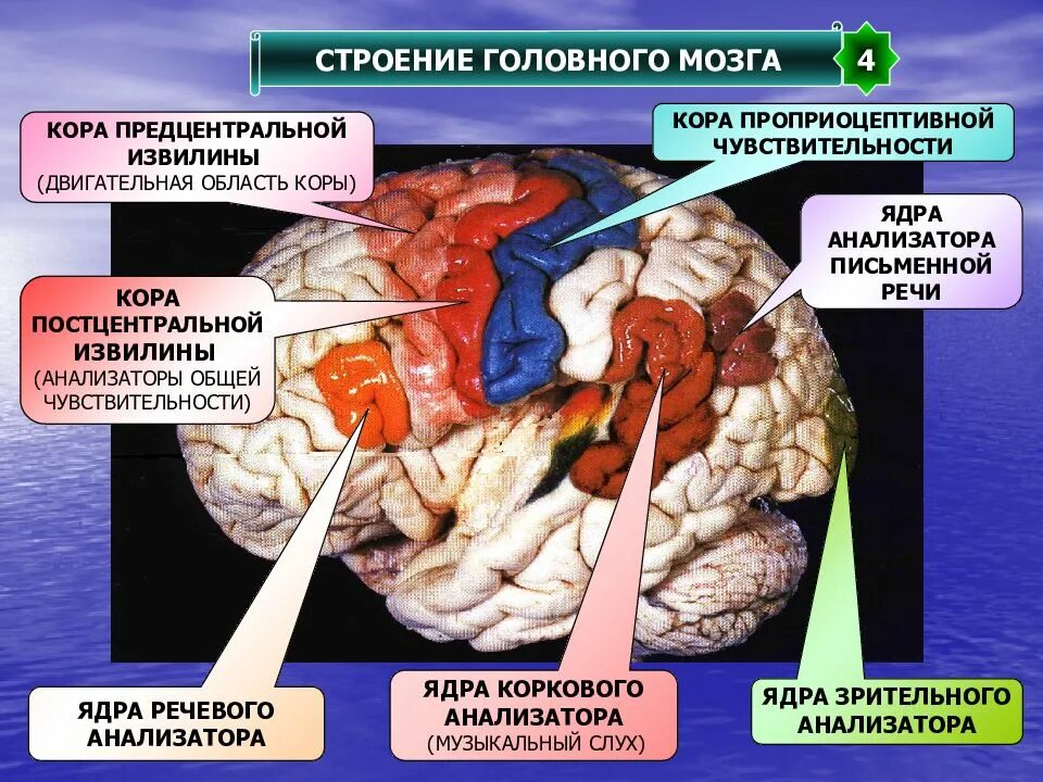 Корковые центры мозга. Корковые ядра анализаторов головного мозга. Анализаторы в коре. Ядро анализатора. Двигательная область коры головного мозга.