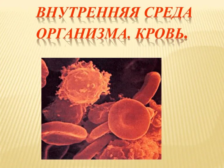 Функции компонентов внутренней среды. Функции компонентов внутренней среды
