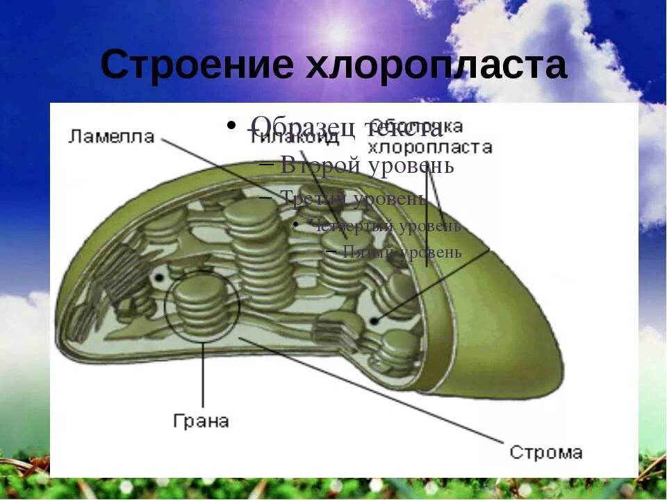 Уровень хлоропласт. Строение хлоропласта Ламелла. Ламеллы хлоропластов. Хлоропласты строение Ламела. Строение граны в хлоропласте.