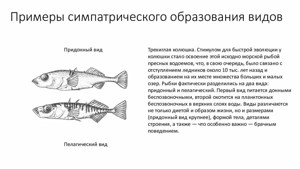 Примеры симпатрического видообразования. Симпатрическое видообразование полиплоидизация. Симпатрическое видообразование. Примеры симпатрического видообразования. Видообразование погремок.