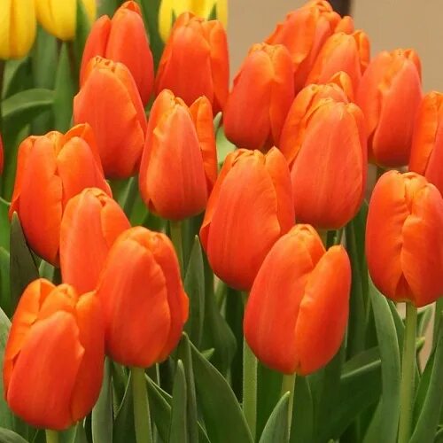 Тюльпан Darwiorange (Дарвиоранж) Купить Тюльпан Darwiorange (Дарвиоранж) в Москв