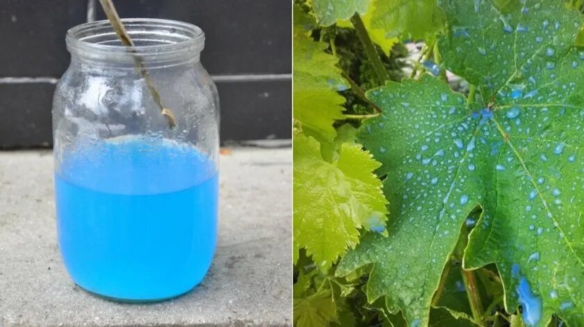 опрыскивание винограда купоросом. медный купорос от заболевания винограда. опрыскиватель для винограда. опрыскивание винограда. медный купорос для винограда.