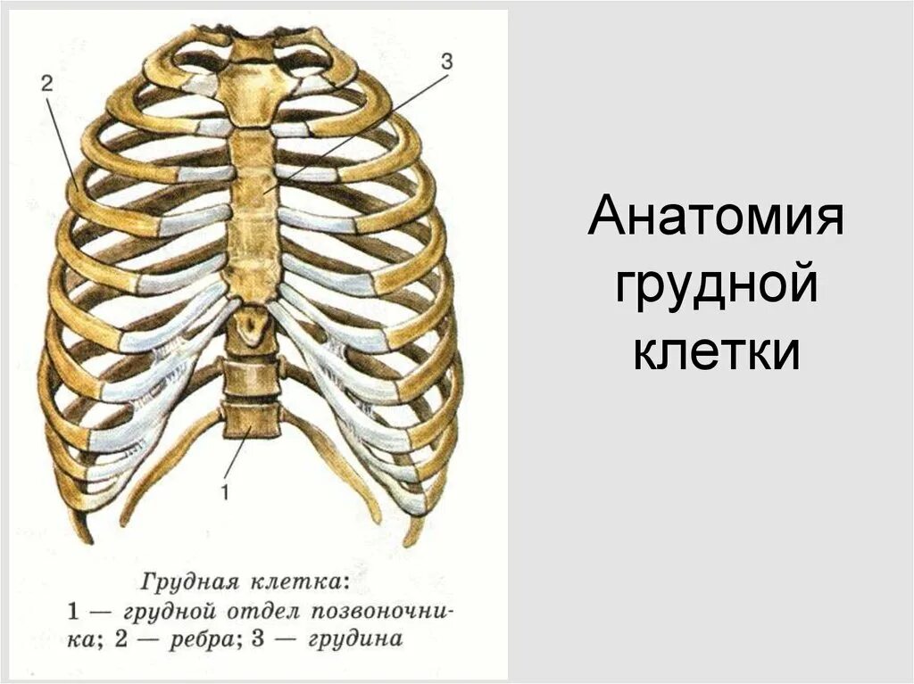 Скелет грудной клетки человека вид спереди. Строение грудной клетки 8 класс биология. Грудная клетка строение анатомия. Ребра и Грудина анатомия строение. Верхний край ребра