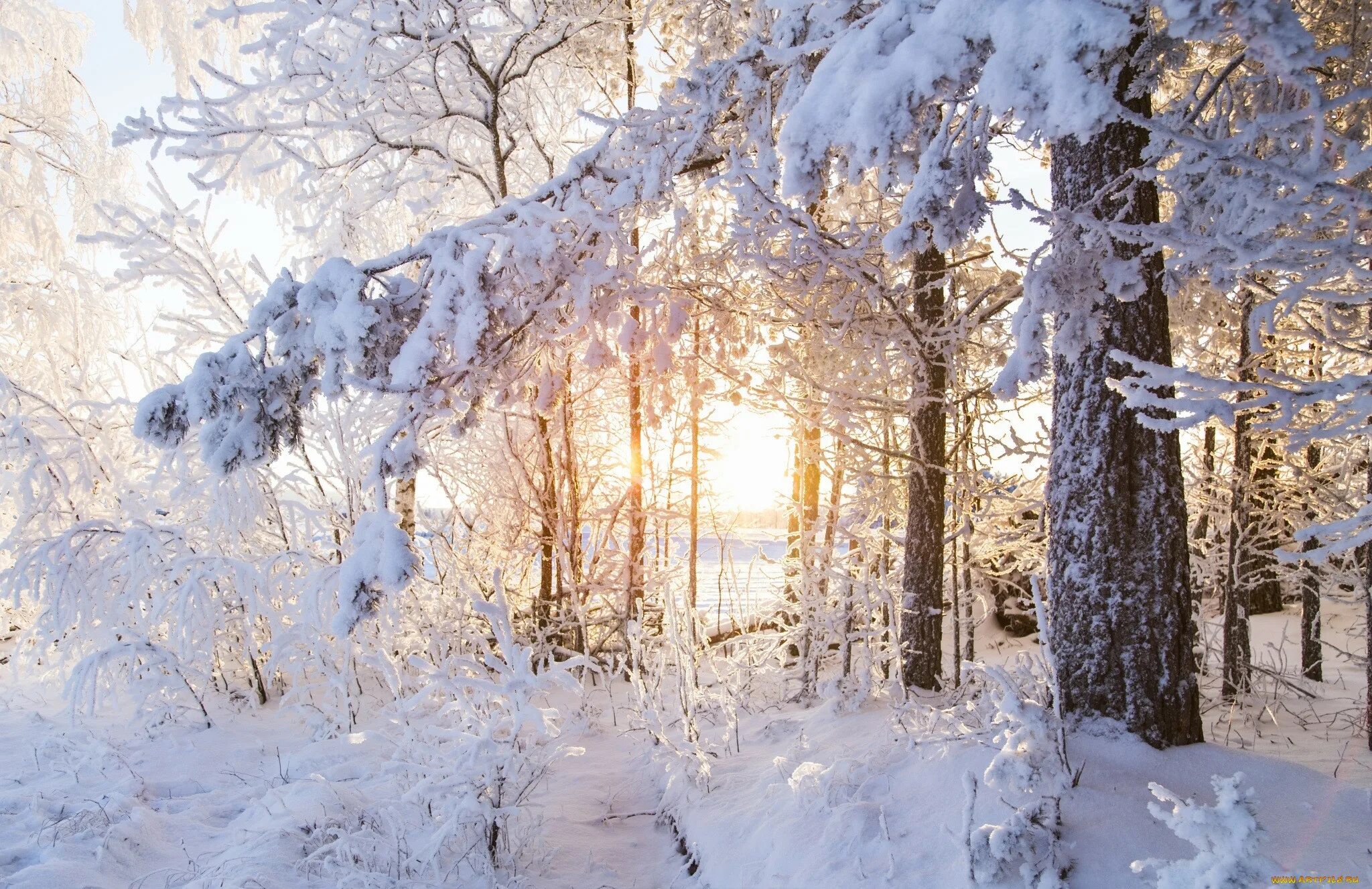 Утро снег день снег. Зима в лесу. Зимой в лесу. Заснеженный лес. Солнечный зимний день в лесу.