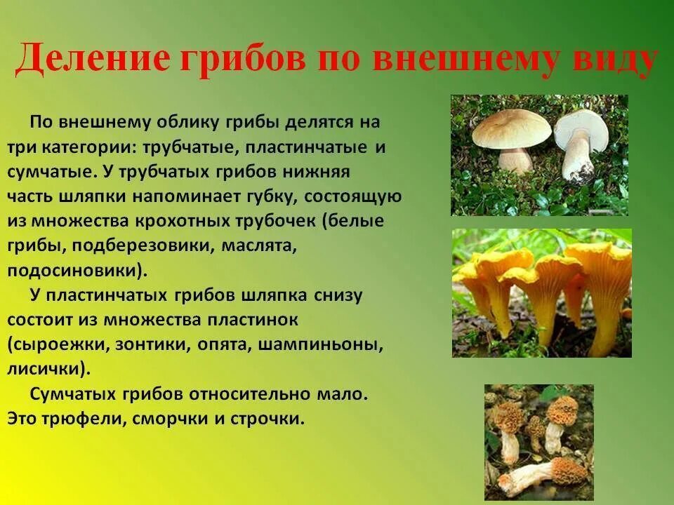 Грибы делятся на группы. Деление грибов. Грибы делятся на. Грибы делятся на трубчатые и. Трубчатые и пластинчатые грибы.