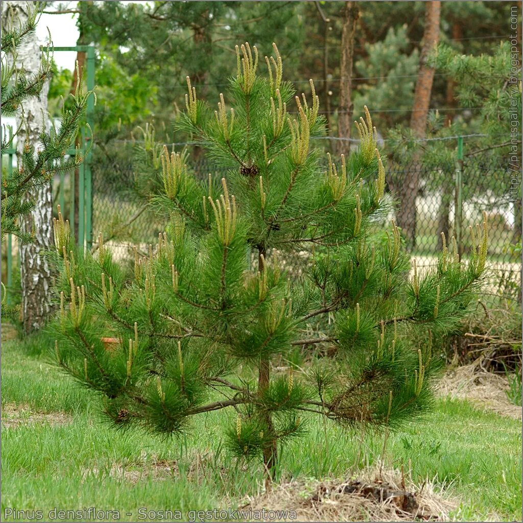 Pinus nigra Rondello. Pinus nigra Крымская сосна. Pinus nigra pyramidalis. Сосна Горная Мугус ниваки. Сосна крымская купить