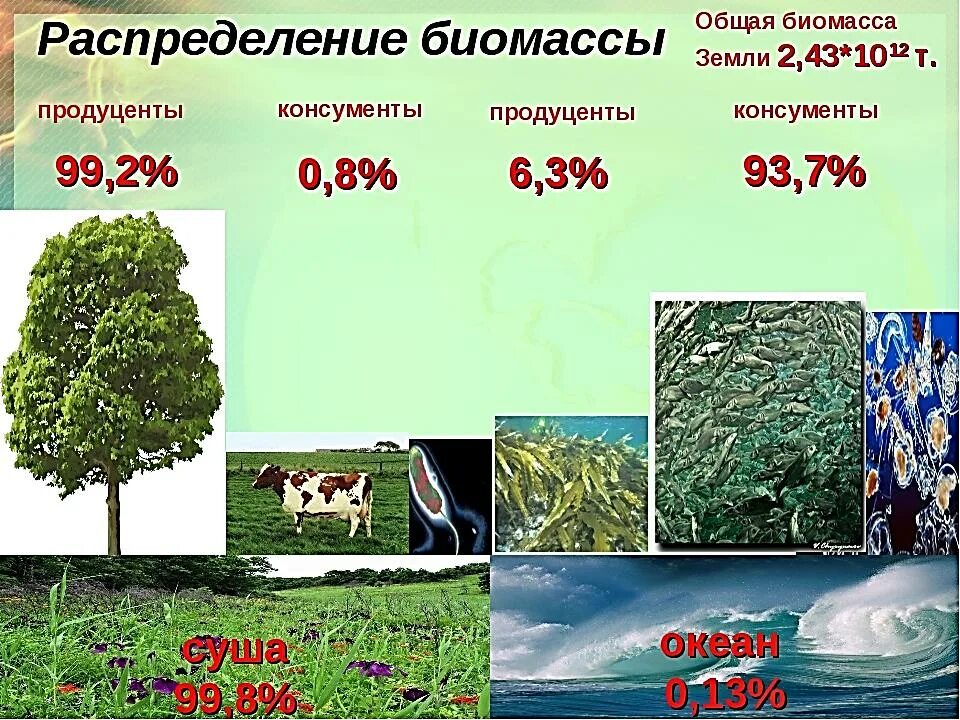 Биомасса живых организмов. Биомасса биосферы. Распределение биомассы. Биомасса земли. Живое вещество распределено в биосфере