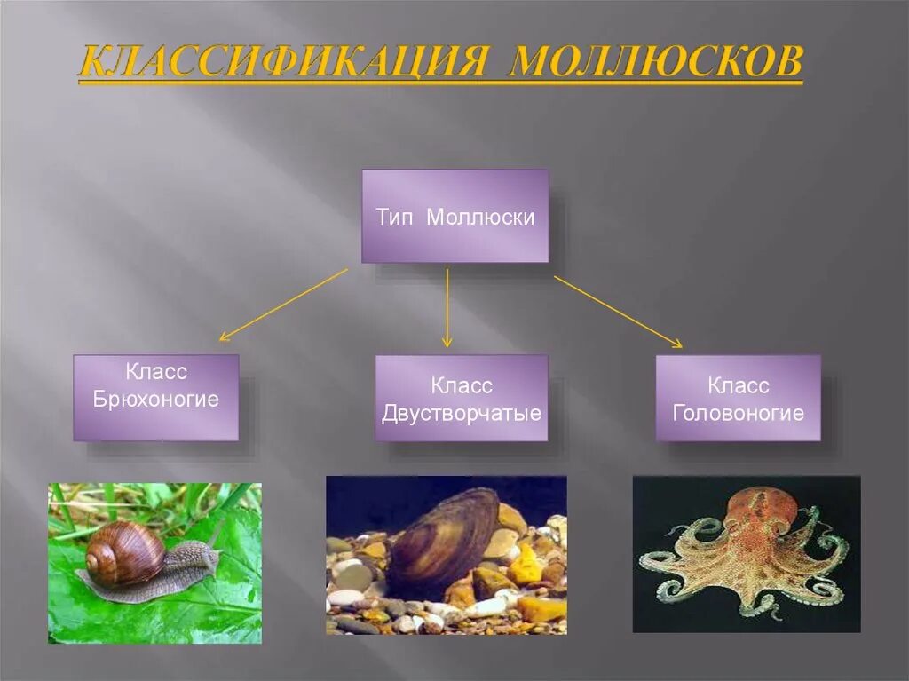 Брюхоногие двустворчатые головоногие. Тип моллюски класс брюхоногие систематика. Брюхоногие моллюски презентация. Представители типа моллюсков. Класс двустворчатые и головоногие