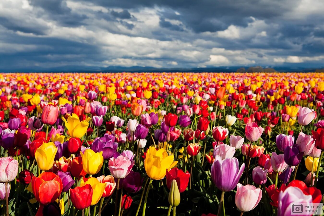 #Flowers #Tulip #Field #Nature #Netherlands Pink Flower #Sunset #1080P #wallpape