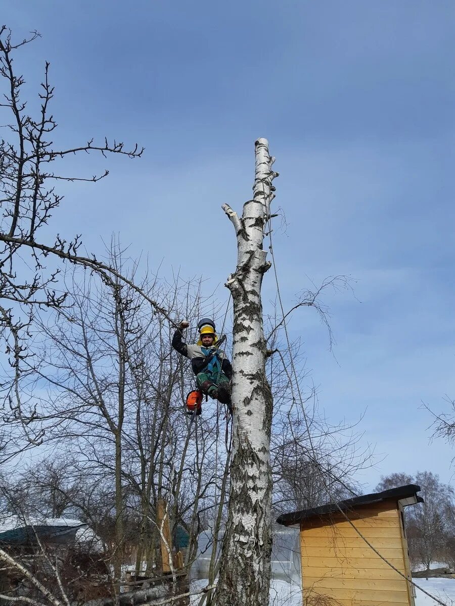 Кронирование это. Кронирование деревьев. Опиловка веток деревьев. Спил дерева. Опиловка садовых деревьев.