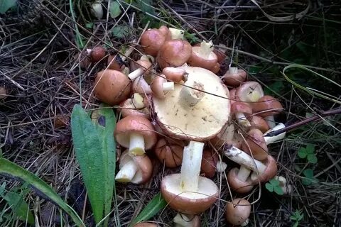 Сайт пензенских грибников