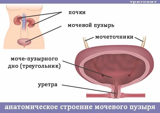 Треугольник мочевого пузыря строение. Строение наружной оболочки мочевого пузыря. Мочевой треугольник. Строение мочевого пузыря верхушка. Мочевой треугольник.