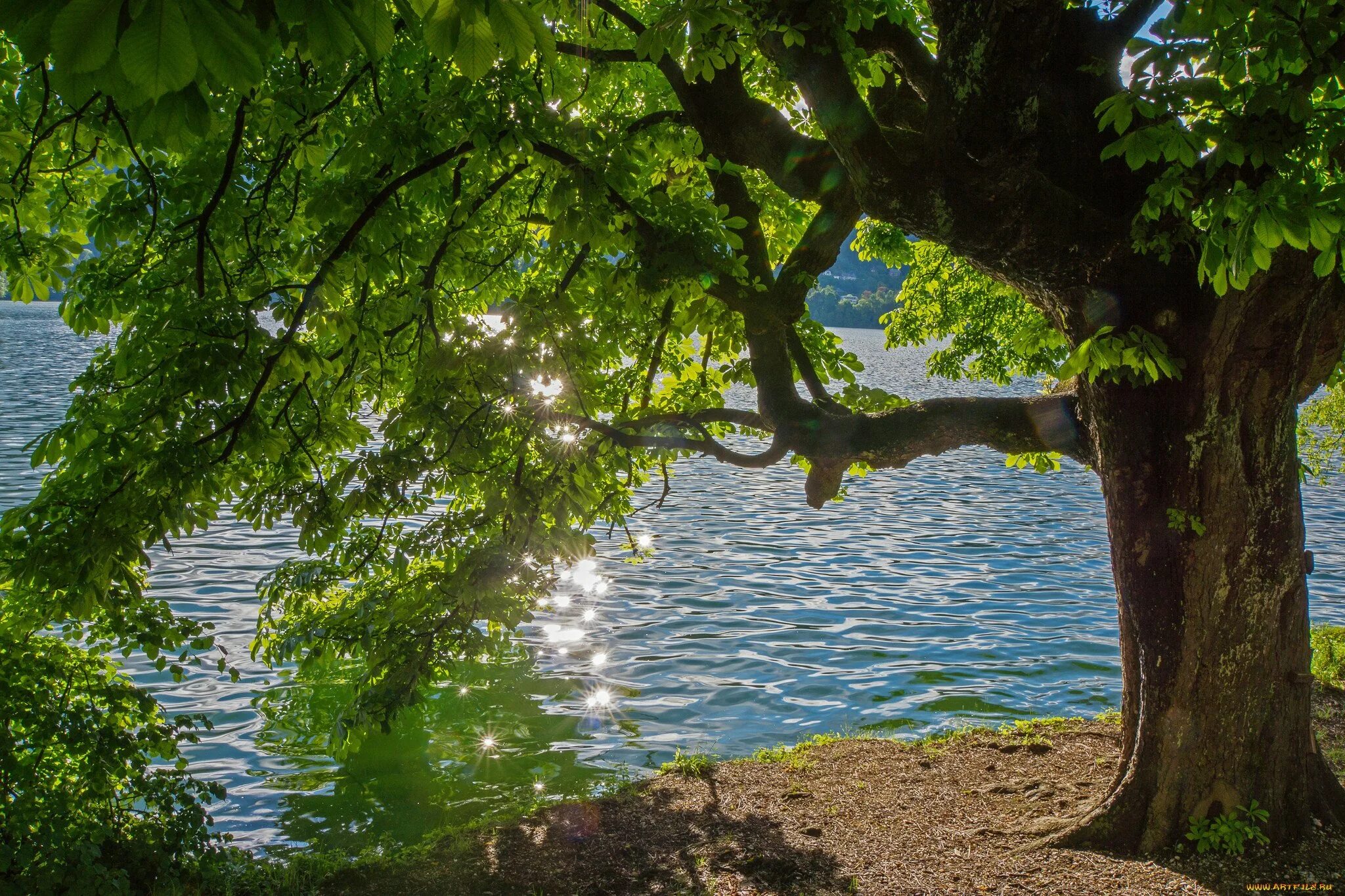 Дуб у реки. Одинокий дуб фет. Дерево у воды. Дуб в воде. Дуб в воде.