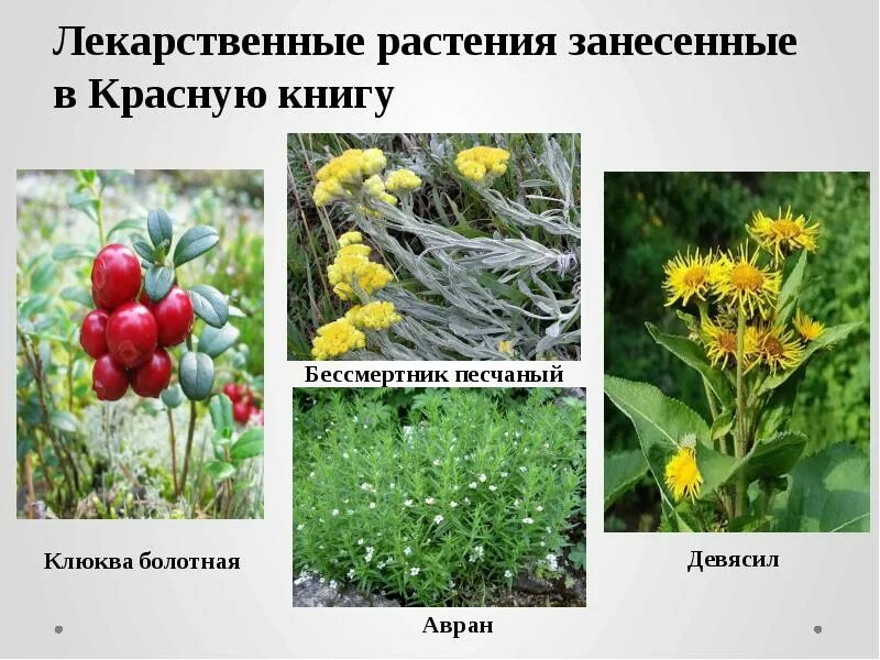 Лекарственные растения занесенные в красную. Лекарственные растения занесенные в красную книгу. Родиола розовая в республике коми. Лекарственные растения красной книги. Лекарственные растения красной книги.