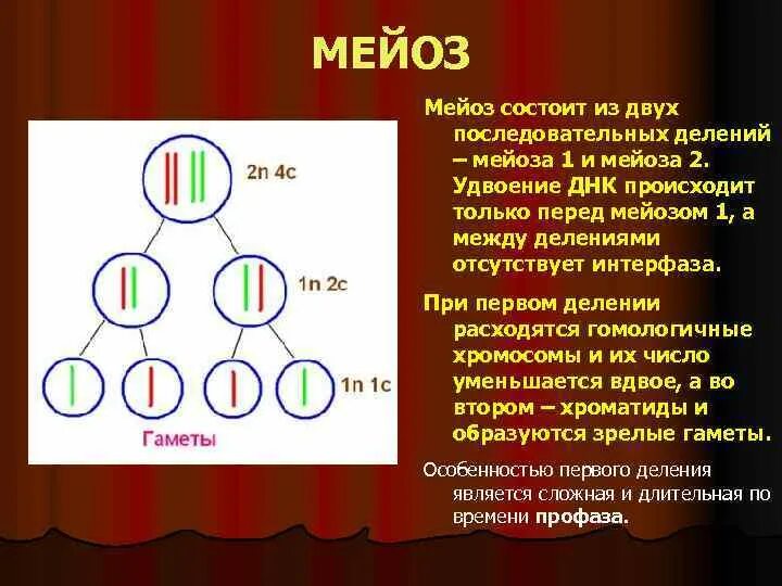 Биологическая сущность мейоза состоит в. Мейоз половых клеток. Мейоз гаметы. Мейоз половые клетки. Образование половых клеток мейоз.