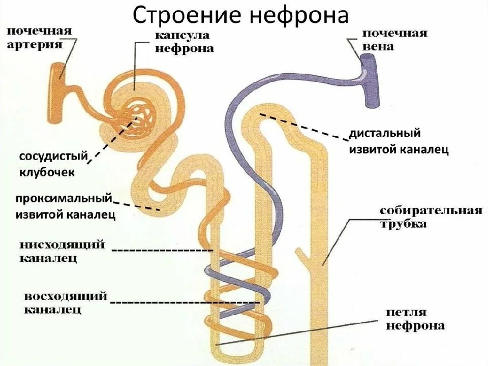 Движение мочи по нефрону