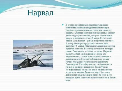 Нарвал красная книга краткое описание