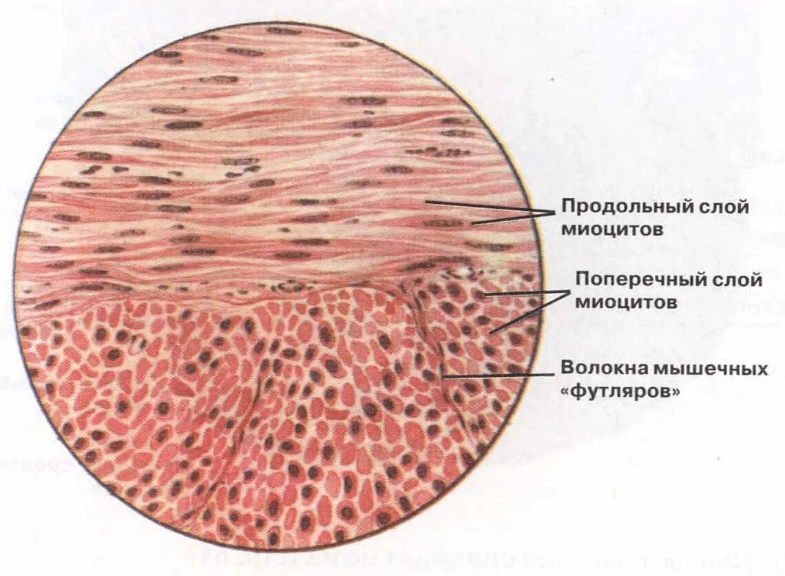 Как выглядит гладкая мышечная ткань. Гладкая мышечная ткань поперечный срез. Гладкомышечная ткань гистология. Скелетная мышечная ткань гистология. Строение клетки гладкой мышечной ткани.