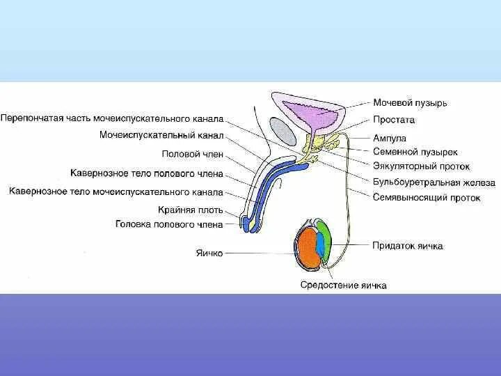 Перепончатая часть мочеиспускательного канала анатомия. Строение мужских половых желез. Схема строения мужской половой системы. Строение мужской репродуктивной системы.