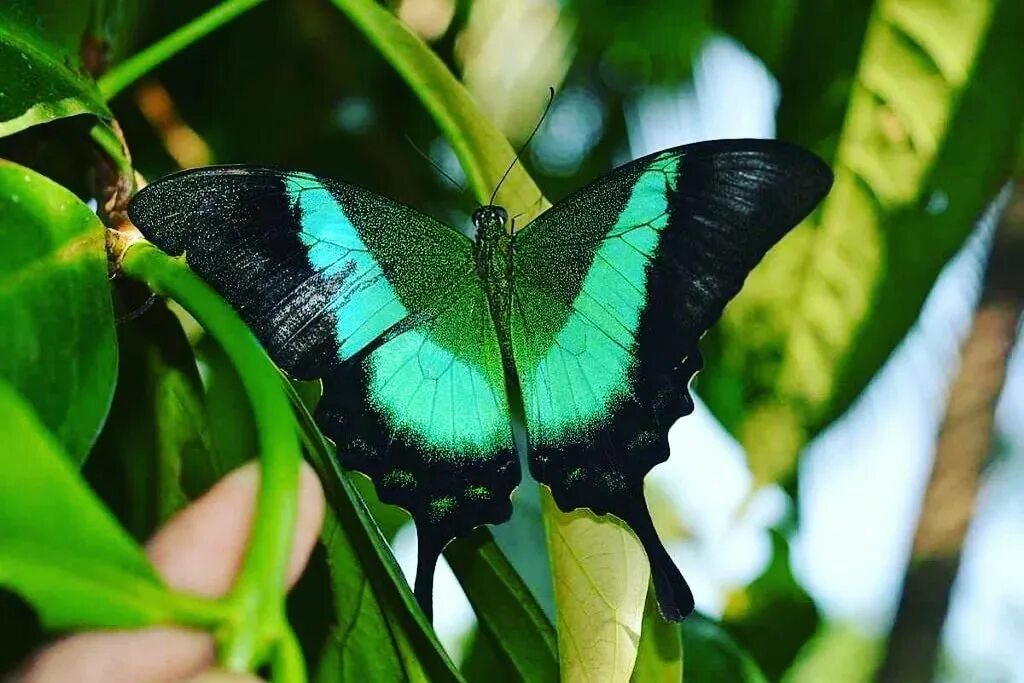 Название самых красивых бабочек. Papilio Buddha. Бабочка Stibochiona Nicea. Бабочка Морфо Южная Америка. Самая красивая бабочка в мире.