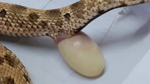 Змея через