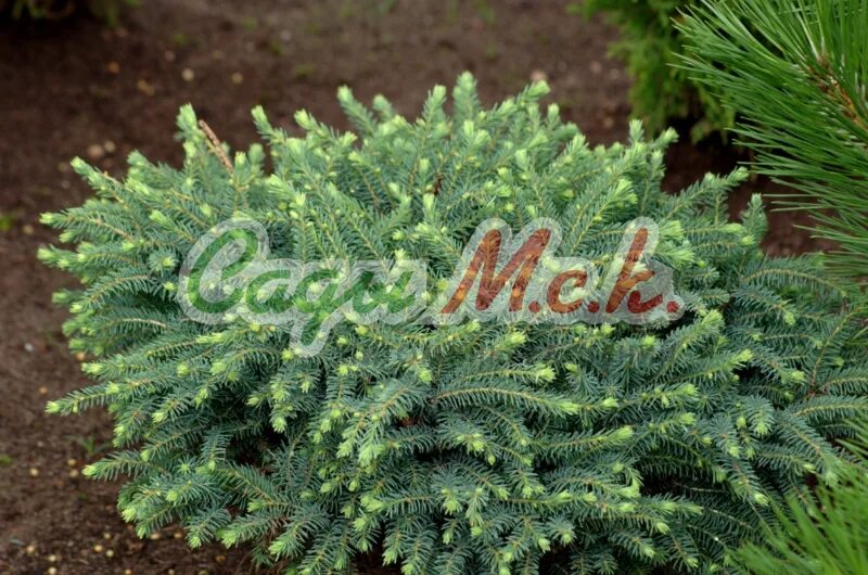 Ель сербская треблиш. Ель nana. Ель сербская picea omorika. Ель оморика карел. Ель nana.