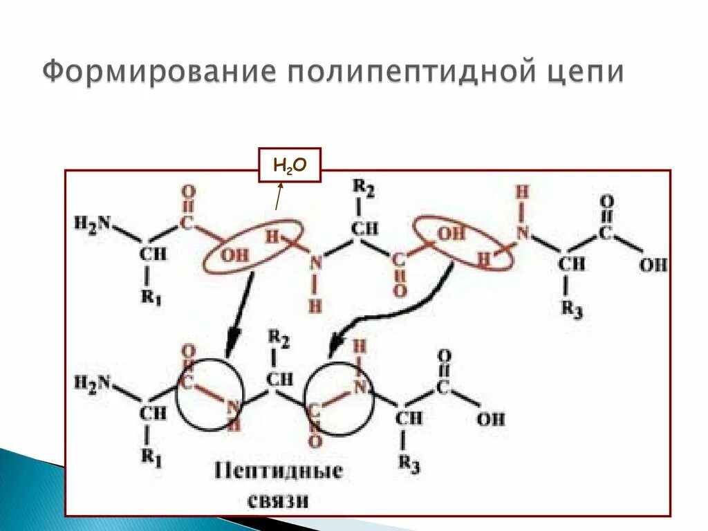 Форма молекулы полипептида. Антибиотик полипептидной структуры. Формирование полипептидной цепи. Строение полипептидной цепи. Связи в полипептидной цепи.