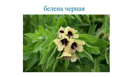 Как пишется белены