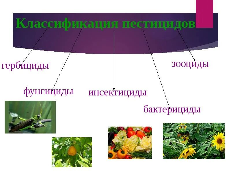 Назначение пестицидов. Инсектициды, фунгициды, гербициды. Классификация пестицидов. Классификация агрохимикатов. Классификация пестицидов инсектициды.