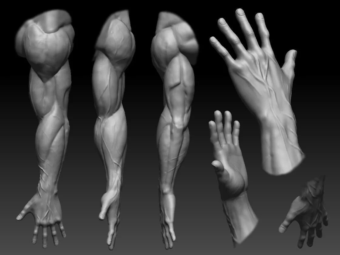Три д руки. Анатомия человека референс анатомия руки. Анатомия конечностей Zbrush. Мышцы человека анатомия референс руки. 3д мышцы руки референс.