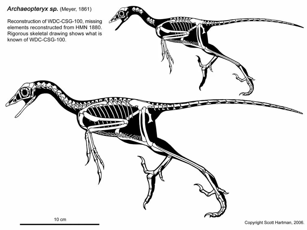 На рисунке изображен скелет вымершего животного обитавшего. Archaeopteryx skeleton. archaeopteryx скелет. археоптерикс скелет голова. череп археоптерикса.