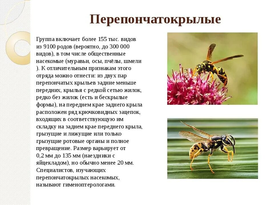 Презентация "Многообразие насекомых" (6 класс) по биологии - скачать проект