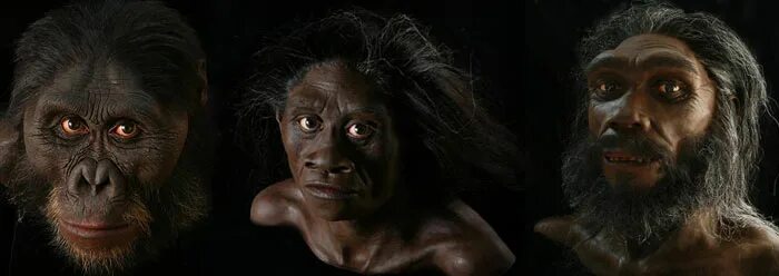 Человек умелый (homo habilis). Гоминин. Люси первый австралопитек. Гоминин. Зинджантроп парантроп бойса.