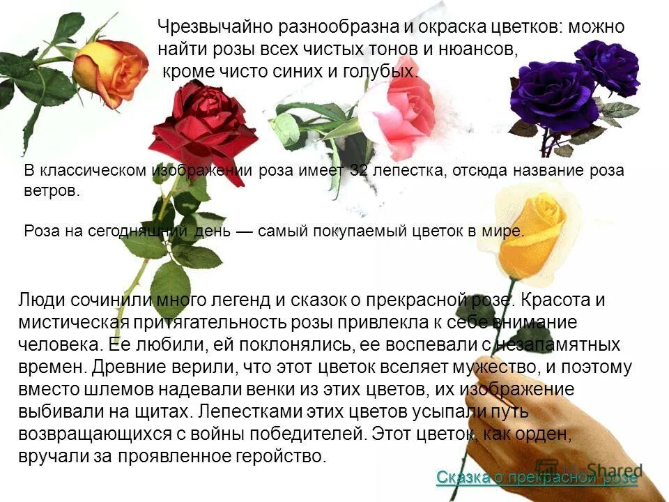 Почему розу назвали розой. Описание розы. Строение цветка розы. Строение бутона розы.