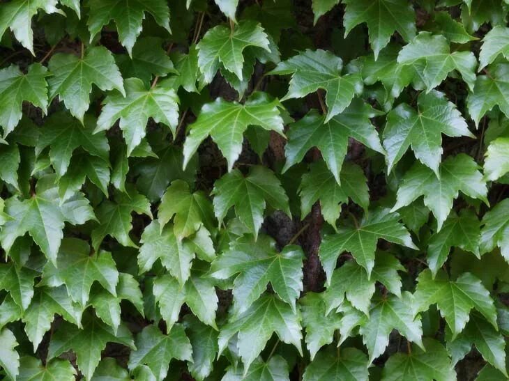 Tipos de hiedras Plantas jardin, Jardinería, Jardines